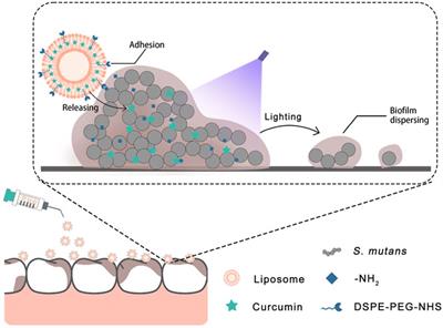 Functional liposome loaded curcumin for the treatment of Streptococcus mutans biofilm